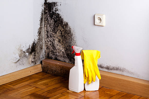 Best Specialized Mold Remediation in White Bear Lake, MN